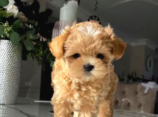Aile Yaşamına Uygun Maltipoo Yavrular görsel