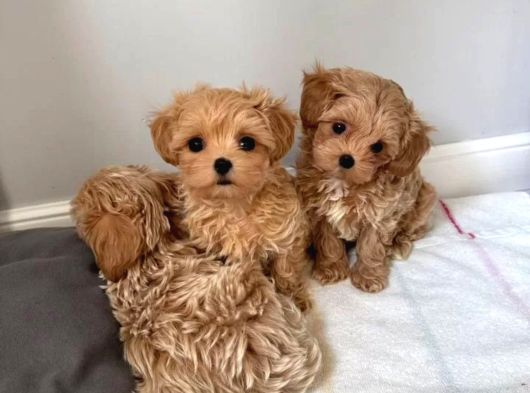 Aile yaşamına uygun maltipoo yavrular