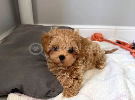 Aile Yaşamına Uygun Maltipoo Yavrular görsel
