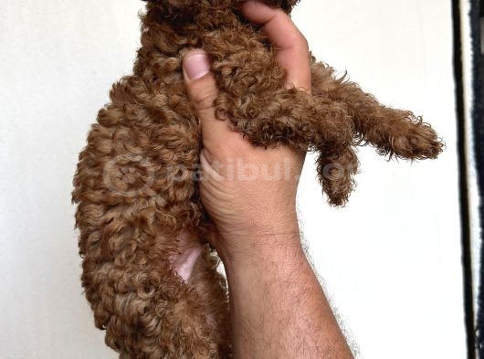 ToyPoodle garantilidir
