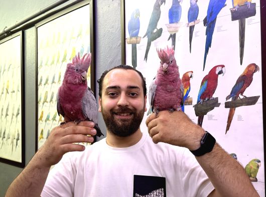 60 Günlük Bebek Belgeli̇ Gül Kakadu Yavrularimiz görsel