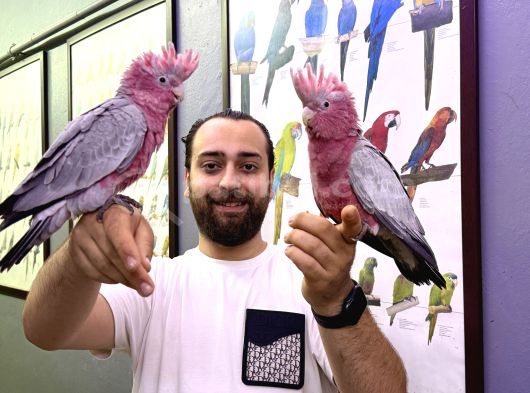 60 Günlük Bebek Belgeli̇ Gül Kakadu Yavrularimiz