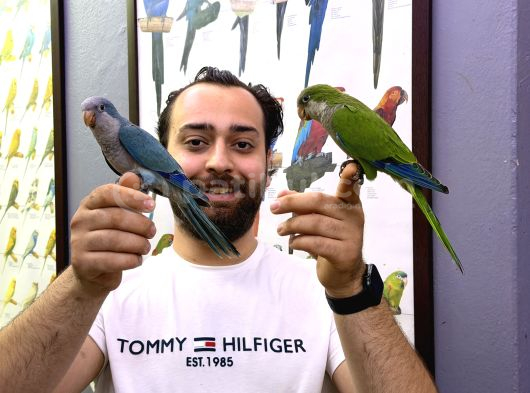 Bebek Monk Papağan Yavrularimiz
