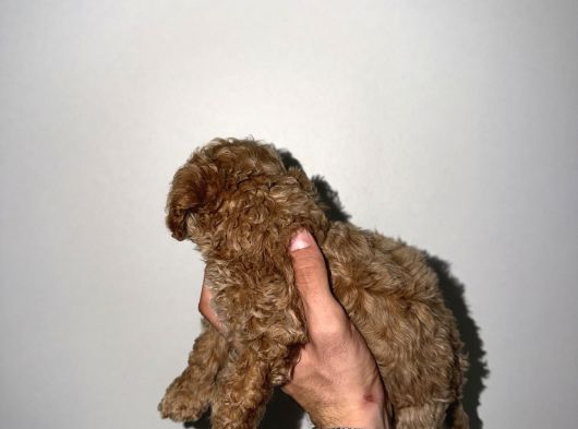 2 Aylık Yavru Toy Poodle görsel