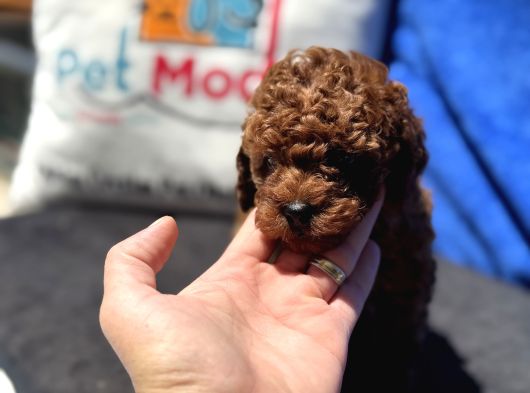 Redbrown Toy Poodle Yavrular Petmode Köpek Çifrliğinden görsel