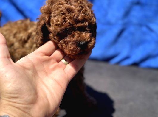 Redbrown Toy Poodle Yavrular Petmode Köpek Çifrliğinden görsel