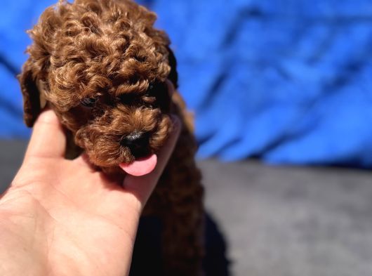 Redbrown Toy Poodle Yavrular Petmode Köpek Çifrliğinden görsel