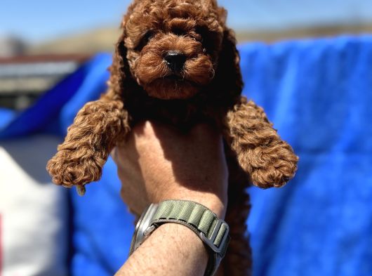 Redbrown Toy Poodle Yavrular Petmode Köpek Çifrliğinden görsel