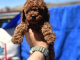 Redbrown Toy Poodle Yavrular Petmode Köpek Çifrliğinden