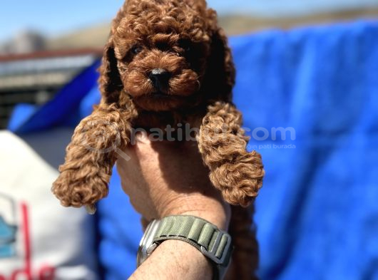 Redbrown Toy Poodle Yavrular Petmode Köpek Çifrliğinden
