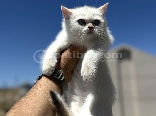 Yasal Ruhsatlı Çifrlikden Ziyarete Açık British Shorthair görsel