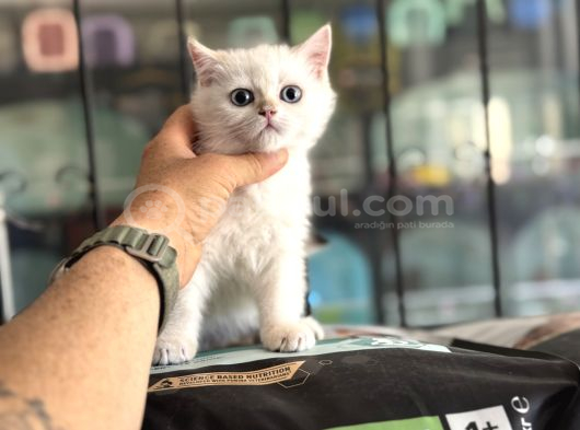 Yasal Ruhsatlı Çifrlikden Ziyarete Açık British Shorthair görsel