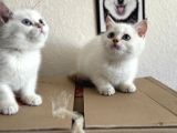 Yasal Ruhsatlı Çifrlikden Ziyarete Açık British Shorthair