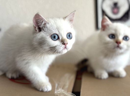 Yasal Ruhsatlı Çifrlikden Ziyarete Açık British Shorthair görsel