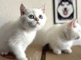 Yasal Ruhsatlı Çifrlikden Ziyarete Açık British Shorthair