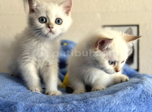 Yasal Ruhsatlı Çifrlikden Ziyarete Açık British Shorthair görsel