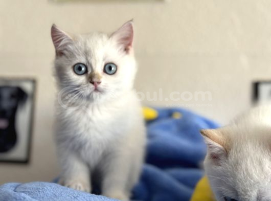 Yasal Ruhsatlı Çifrlikden Ziyarete Açık British Shorthair görsel