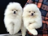 Petmoede Köpek Çiftliğinde Ziyarete Açık Pomeranian Yavrular