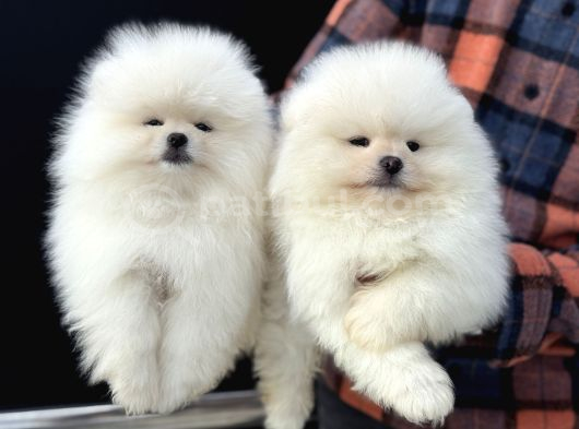 Petmoede Köpek Çiftliğinde Ziyarete Açık Pomeranian Yavrular görsel