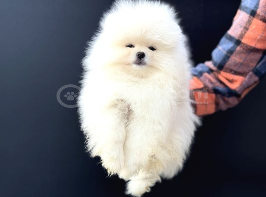 Petmoede Köpek Çiftliğinde Ziyarete Açık Pomeranian Yavrular görsel