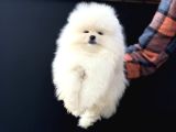 Petmoede Köpek Çiftliğinde Ziyarete Açık Pomeranian Yavrular