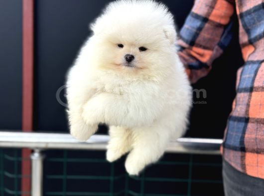 Petmoede Köpek Çiftliğinde Ziyarete Açık Pomeranian Yavrular görsel