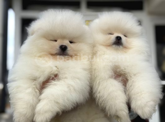 Petmoede Köpek Çiftliğinde Ziyarete Açık Pomeranian Yavrular görsel