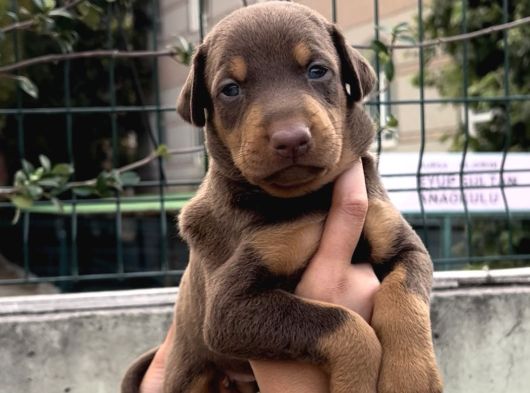 Harika Anatomi Üst Kalite Doberman Yavrular görsel