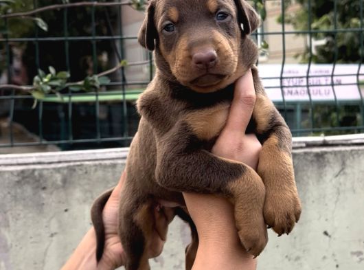 Harika Anatomi Üst Kalite Doberman Yavrular görsel