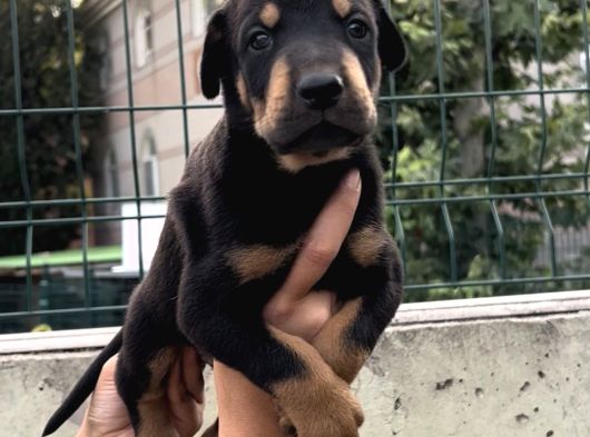 Harika Anatomi Üst Kalite Doberman Yavrular görsel