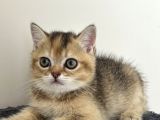 British Shorthair Bebekleri