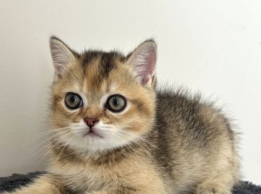 British Shorthair Bebekleri görsel