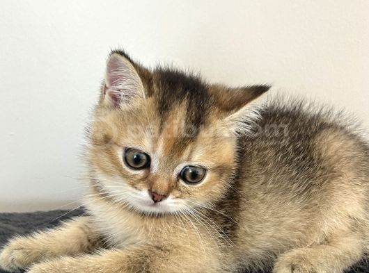 British Shorthair Bebekleri görsel