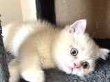 British Shorthair Bebekleri