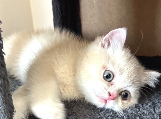 British Shorthair Bebekleri görsel