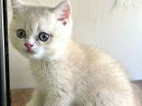 British Shorthair Bebekleri