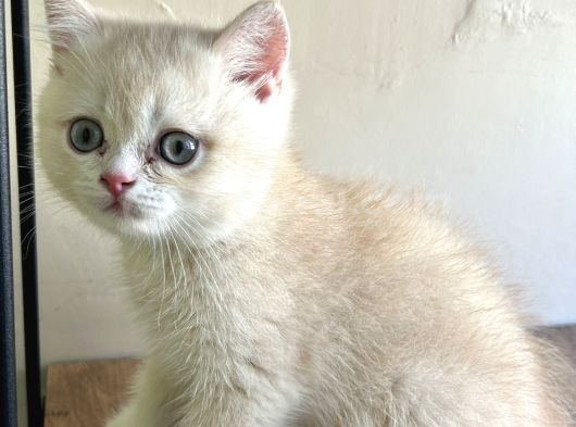 British Shorthair Bebekleri görsel