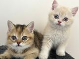 British Shorthair Bebekleri