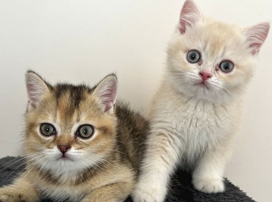 British Shorthair Bebekleri