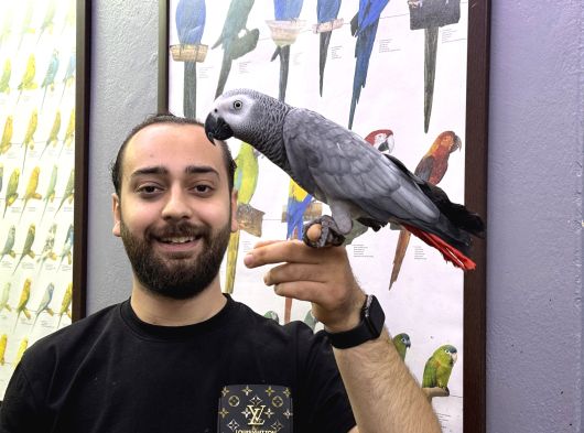 JUMBO BOY 200 KELİME KONUŞAN EVCİL JAKO