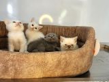 Anne Altindan Veteri̇ner Heki̇m Kontrollü Bebekler