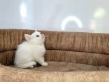 Anne Altindan Veteri̇ner Heki̇m Kontrollü Bebekler
