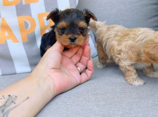 En Sevimlileri Petmode Köpek Çiftliğinden Ziyarete Açık Morkie Yavrularımız görsel