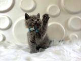 British Shorthair Gri Erkek Yavrumuz