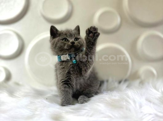 British Shorthair Gri Erkek Yavrumuz görsel