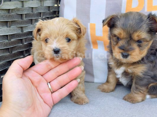 En Sevimlileri Petmode köpek çiftliğinden ziyarete açık morkie yavrularımız