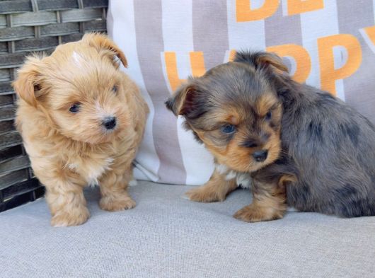 En Sevimlileri Petmode Köpek Çiftliğinden Ziyarete Açık Morkie Yavrularımız görsel