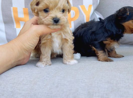 En Sevimlileri Petmode Köpek Çiftliğinden Ziyarete Açık Morkie Yavrularımız görsel