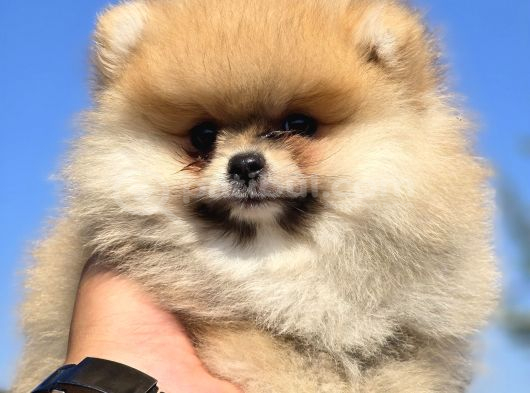 Boo Face Pomeranian Yavruları görsel