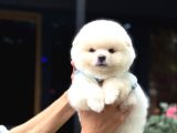 Ayıcık Surat Pomeranian Yavrular
